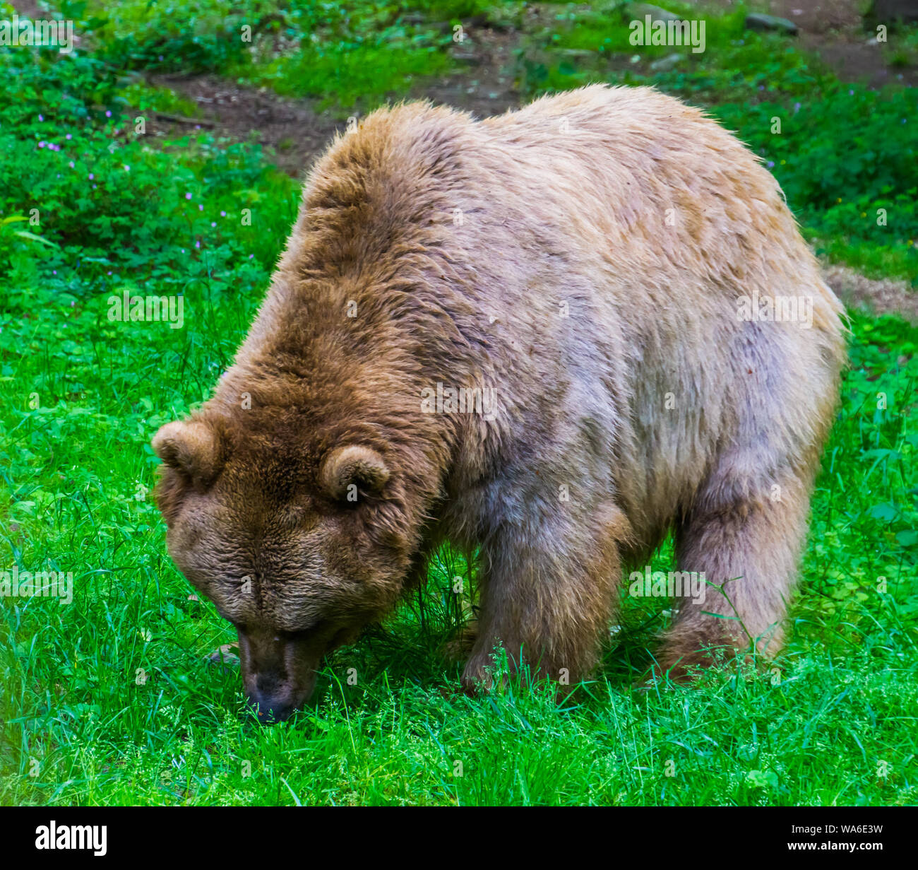 Luce orso bruno il pascolo in un pascolo della foresta, onnivoro mammiferi Foto Stock