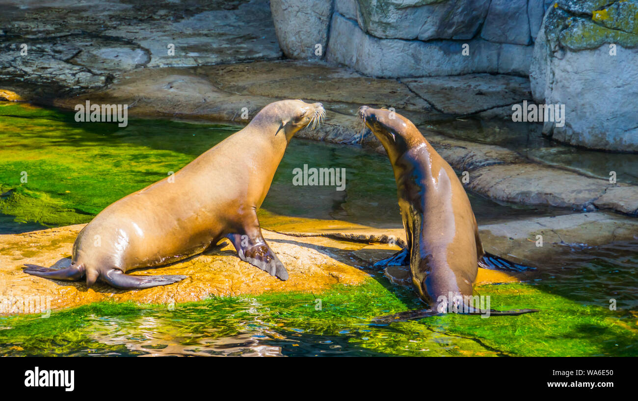 Sea Lion giovane seduti insieme su una roccia al waterside, Eared guarnizione della specie marine la vita degli animali Foto Stock