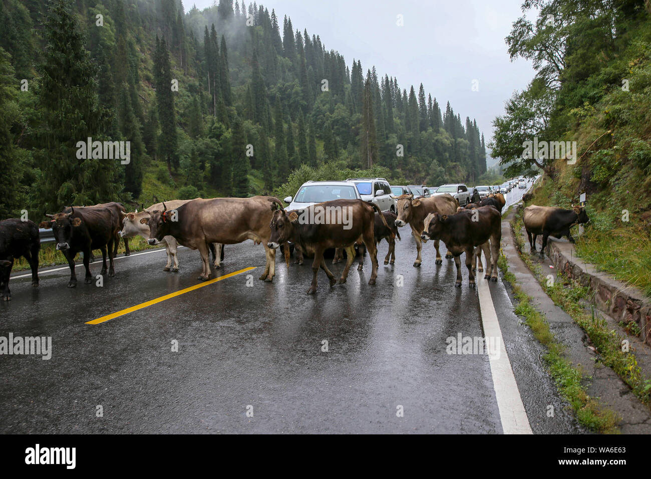 (190818) -- URUMQI, Agosto 18, 2019 (Xinhua) -- le mucche e i veicoli sono visibili sul Dushanzi-Kuqa autostrada, a nord-ovest della Cina di Xinjiang Uygur Regione autonoma, Agosto 17, 2019. La sezione Dushanzi-Kuqa della Strada Nazionale 217 corre attraverso vari di paesaggi naturali tra cui ghiacciai, laghi, boschi e praterie, che la rendono un popolare percorso di marcia tra auto-guida viaggiatori, gli amanti della bicicletta e delle escursioni. (Xinhua/Li Peng) Foto Stock