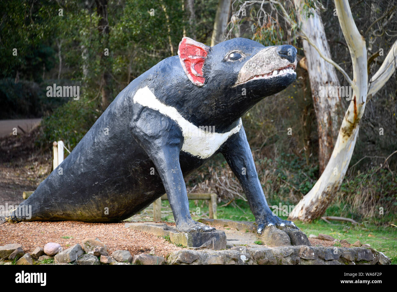 Il grande Tassie Devil, Mole Creek Tasmania Australia Foto Stock