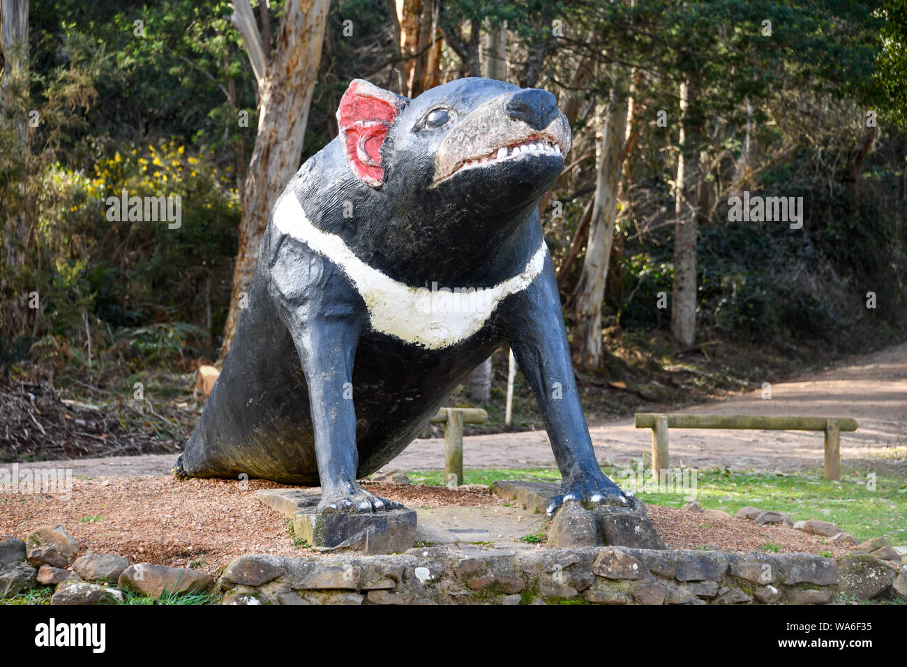 Il grande Tassie Devil, Mole Creek Tasmania Australia Foto Stock