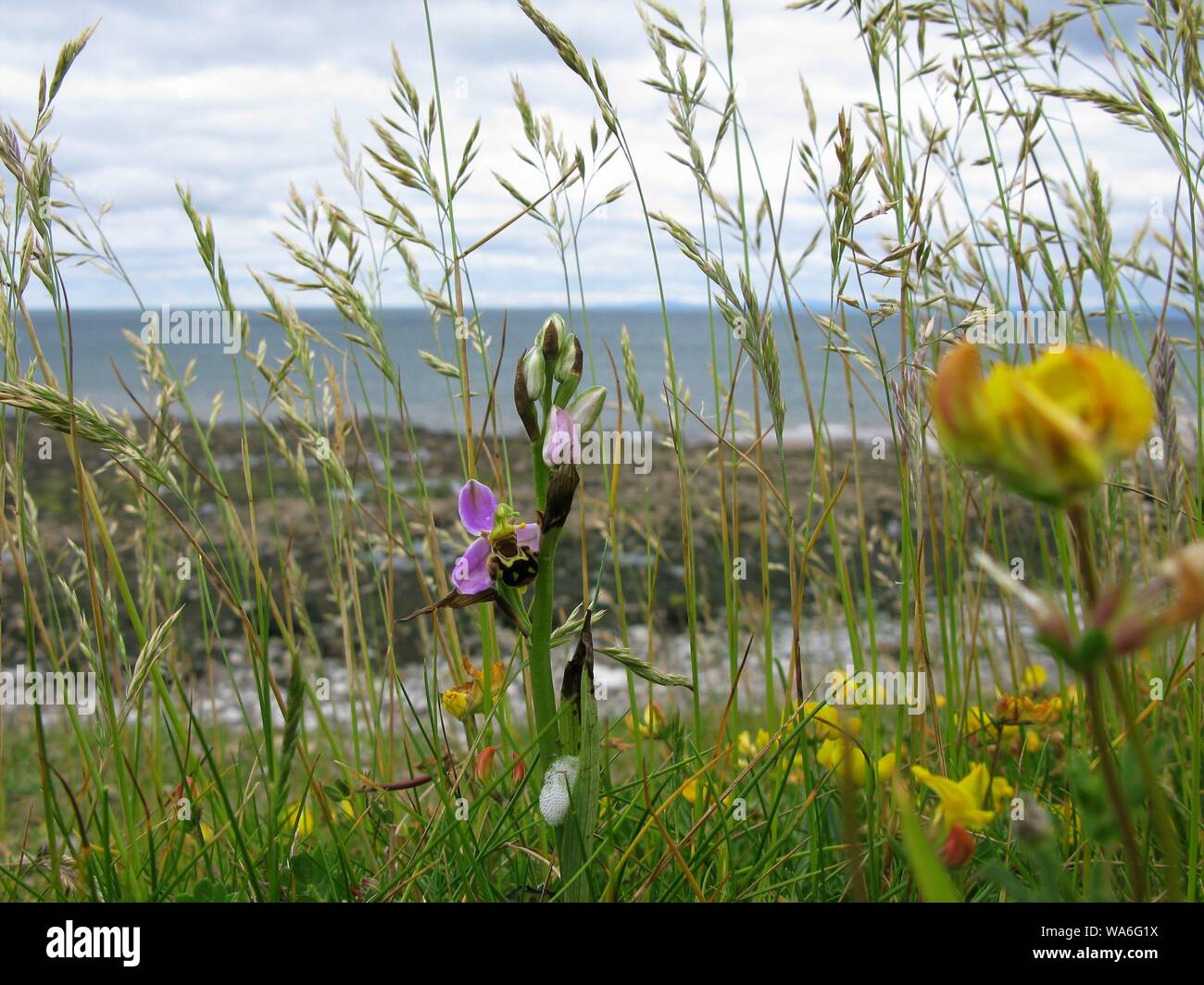 Bee Orchid e altri fiori tra erba, costa pennini, England, Regno Unito Foto Stock