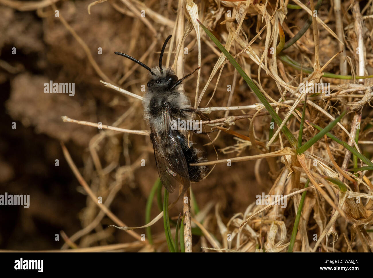 Ashy Mining-bee, Andrena cineraria, intorno all'area nersting in primavera, Exmoor. Foto Stock