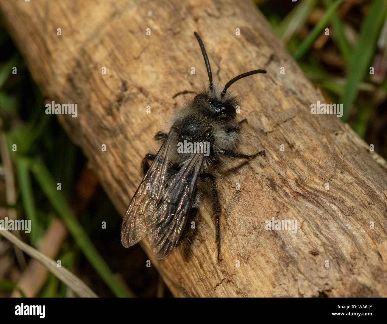 Ashy Mining-bee, Andrena cineraria, intorno all'area nersting in primavera, Exmoor. Foto Stock