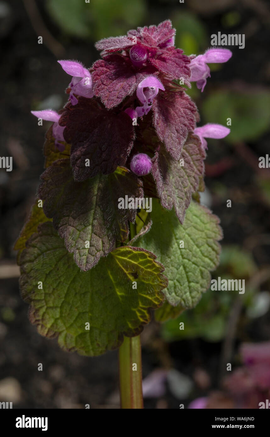 Red dead-ortica, Lamium purpureum, in fiore; giardino infestante. Foto Stock