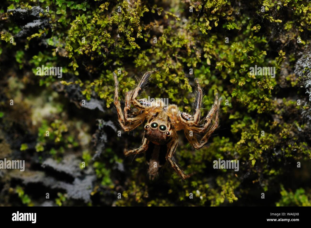 Curioso Spider esaminando la lente della fotocamera momenti prima del salto Foto Stock