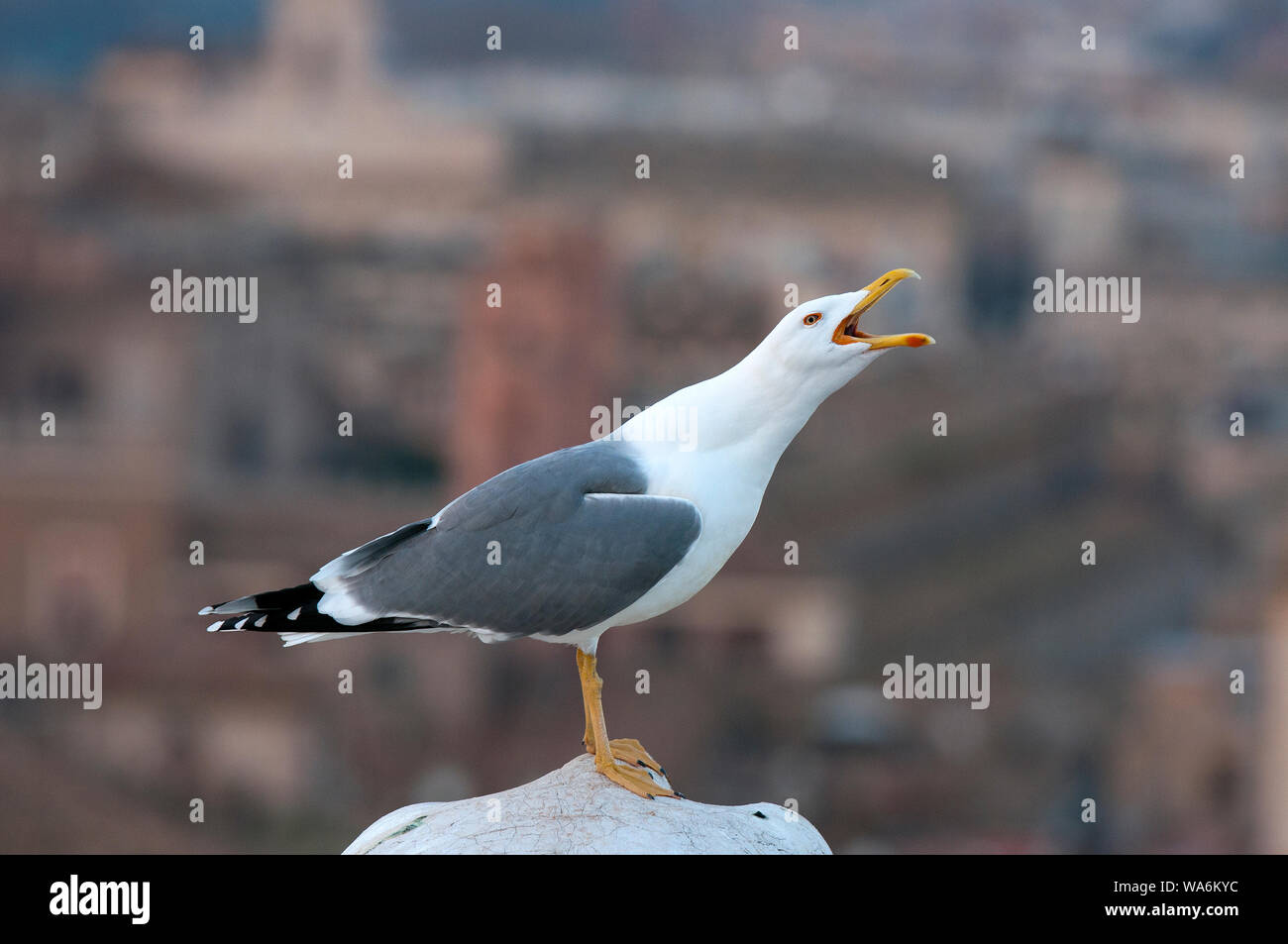 Gabbiano a zampe gialle (Larus cachinnans), Roma, Lazio, Italia Foto Stock