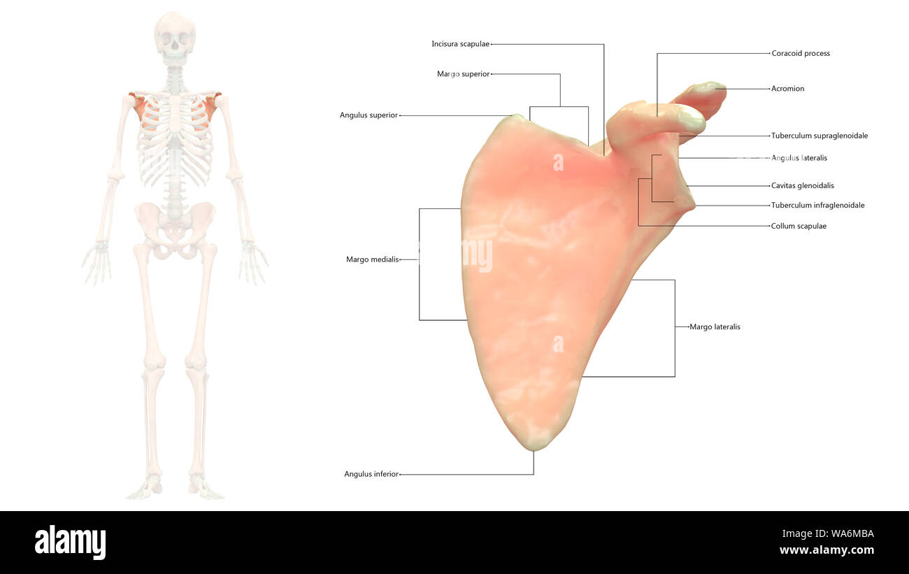 Scheletro umano sistema scapola anatomia vista anteriore Foto Stock