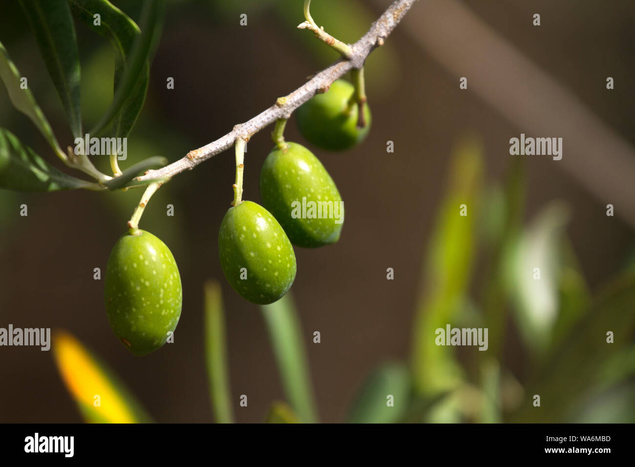 Primo piano di olive verdi su un albero, con spazio di copia Foto Stock