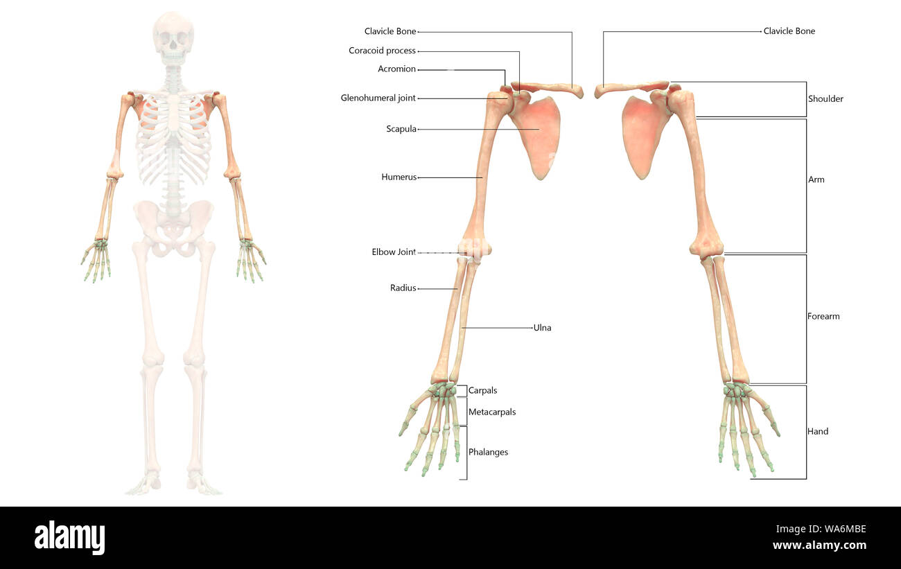 Scheletro umano sistema arti superiori anatomia vista anteriore Foto Stock