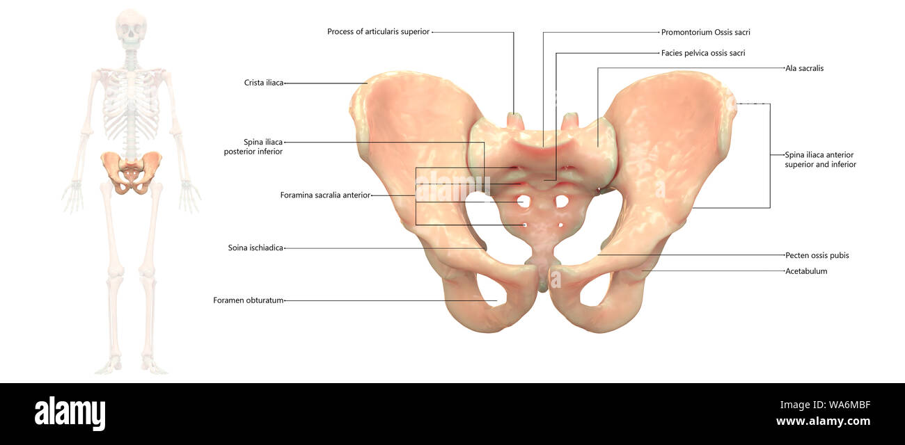 Scheletro umano sistema anatomia pelvi vista anteriore Foto Stock