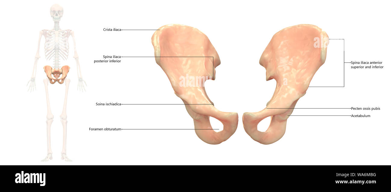 Scheletro umano sistema Anca anatomia vista anteriore Foto Stock