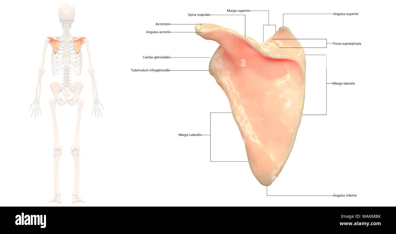 Scheletro umano anatomia del sistema Vista posteriore Foto Stock