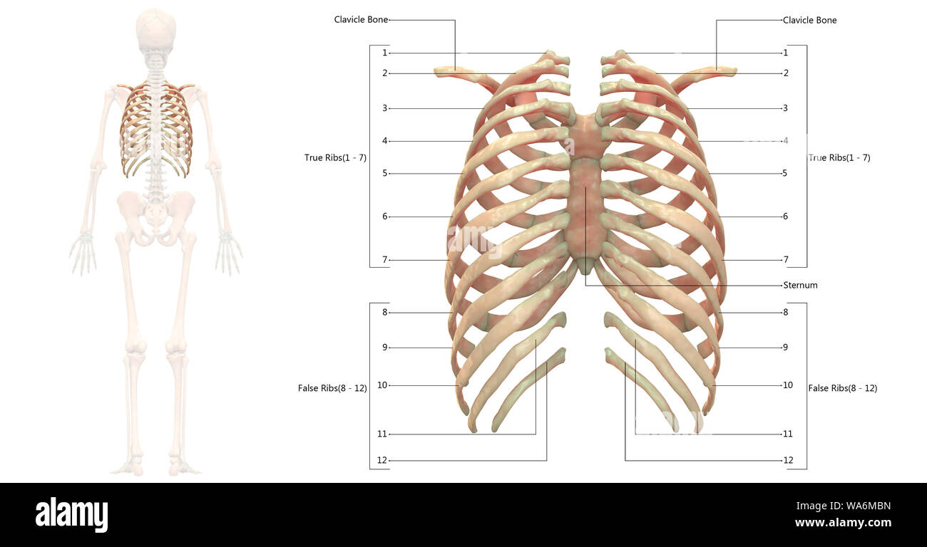 Scheletro umano anatomia del sistema Vista posteriore Foto Stock