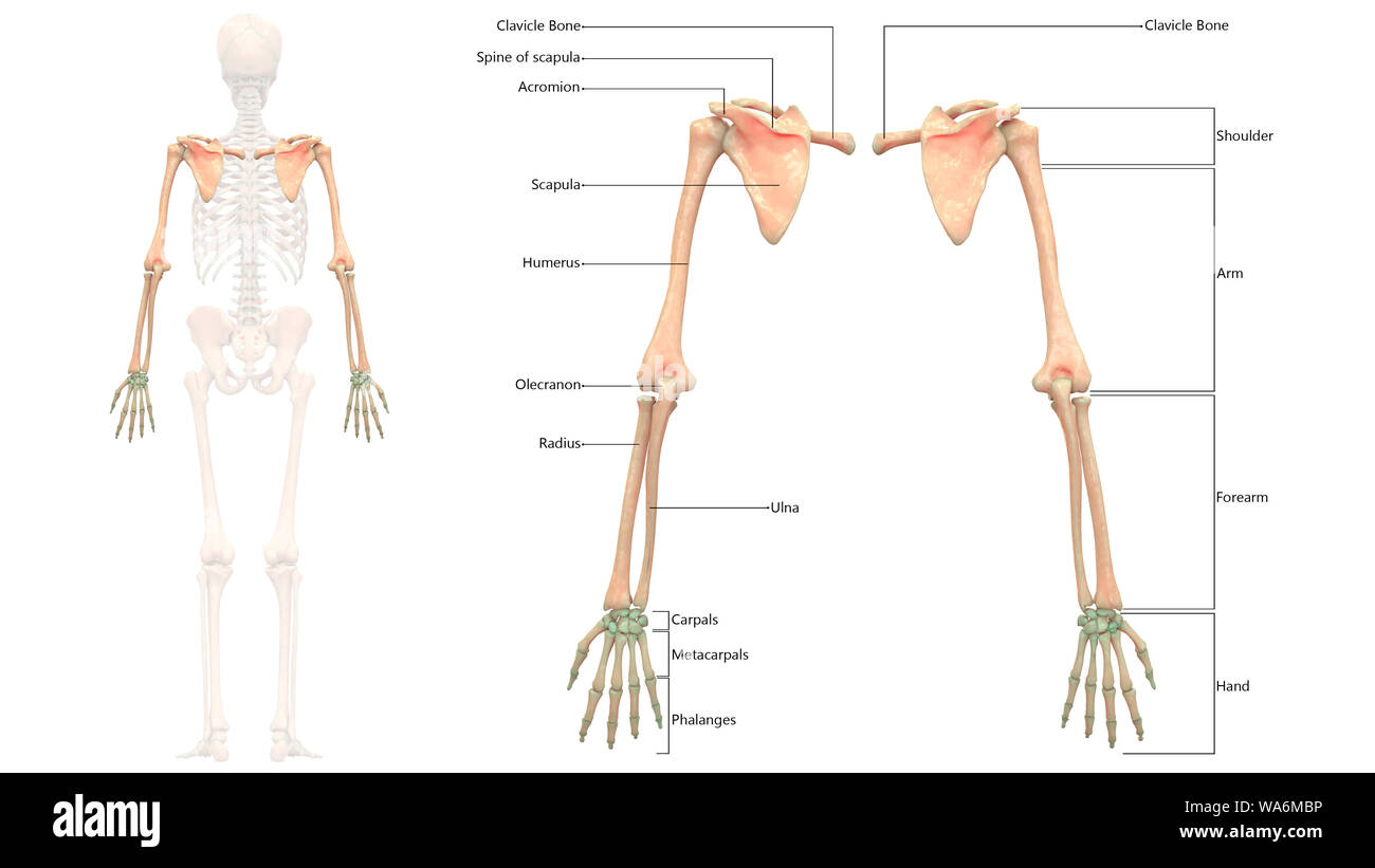 Scheletro umano anatomia del sistema Vista posteriore Foto Stock