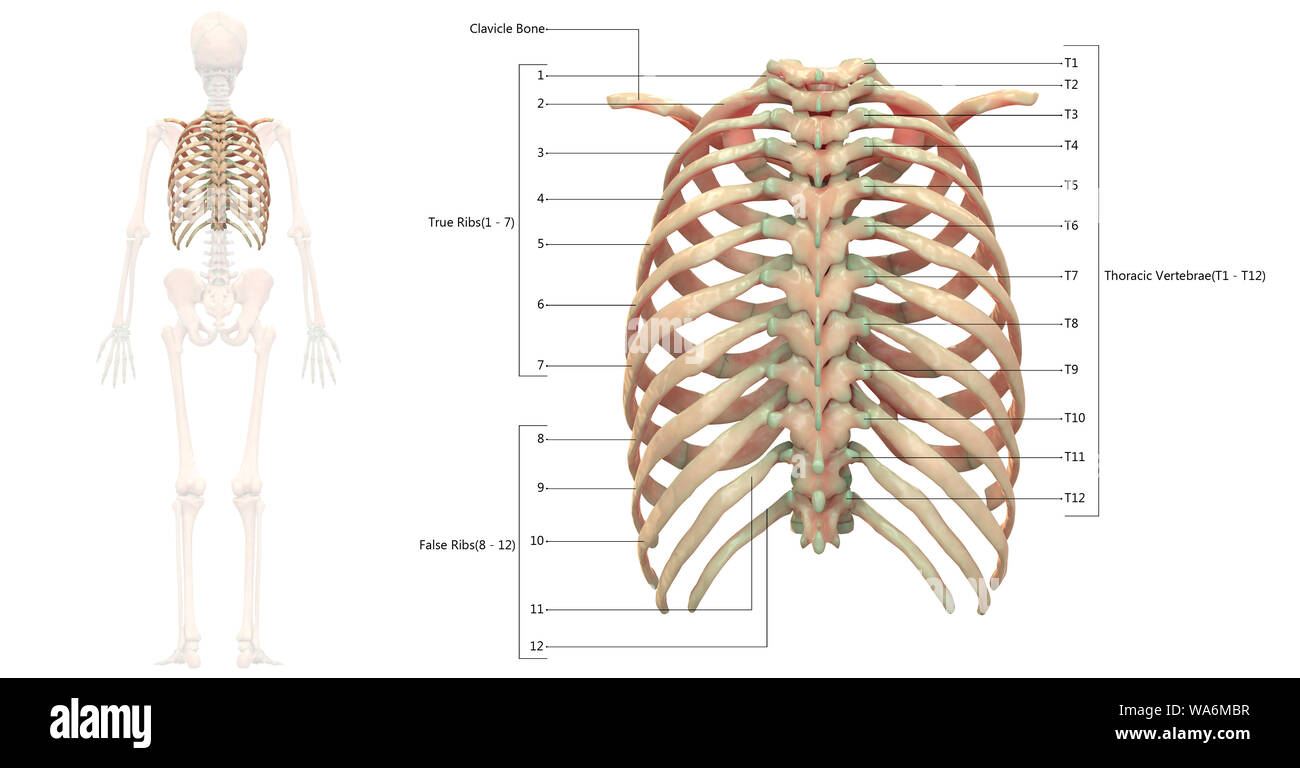 Scheletro umano anatomia del sistema Vista posteriore Foto Stock