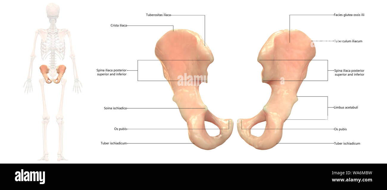 Scheletro umano anatomia del sistema Vista posteriore Foto Stock