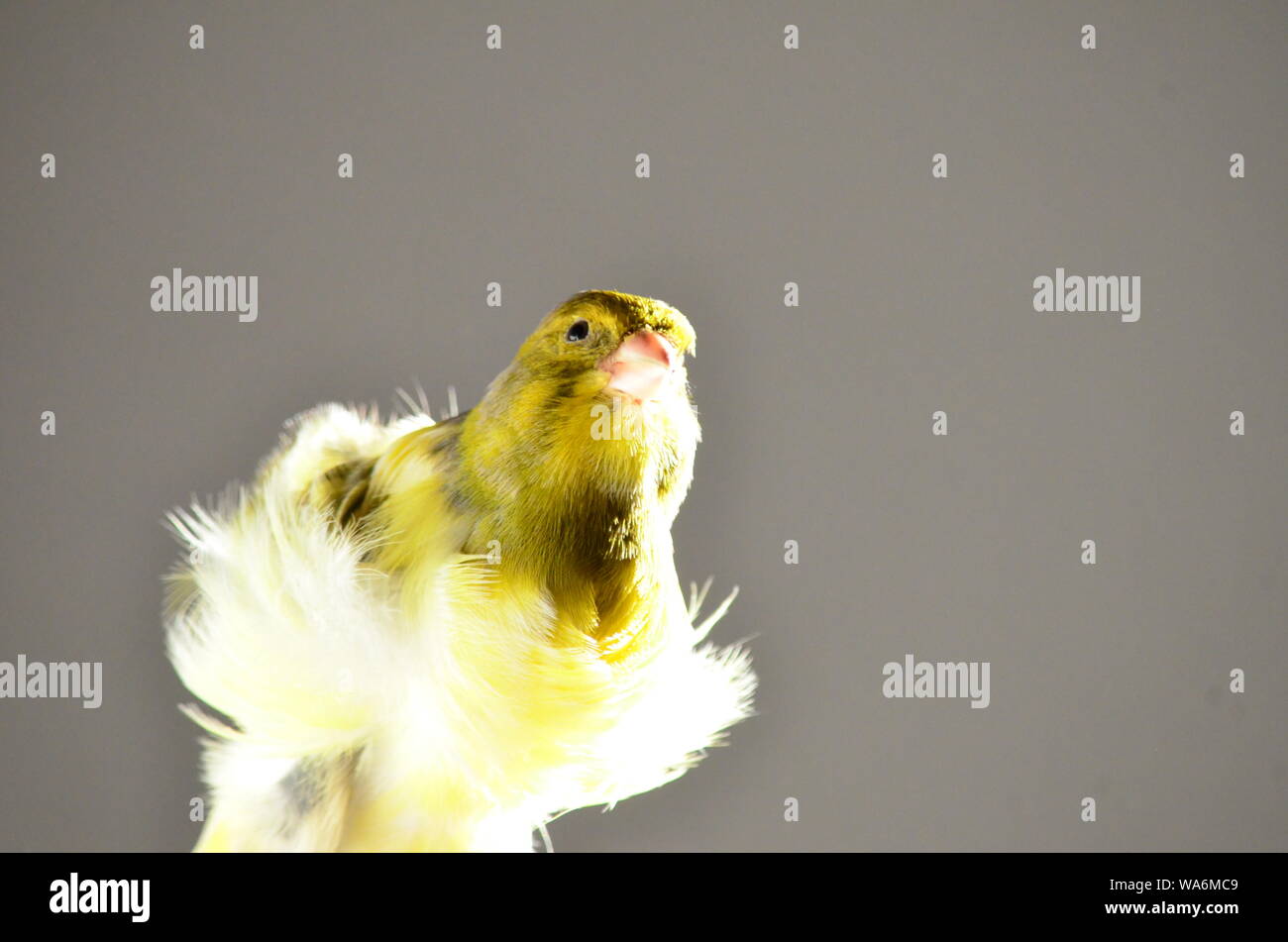 Uccelli delle Canarie Foto Stock