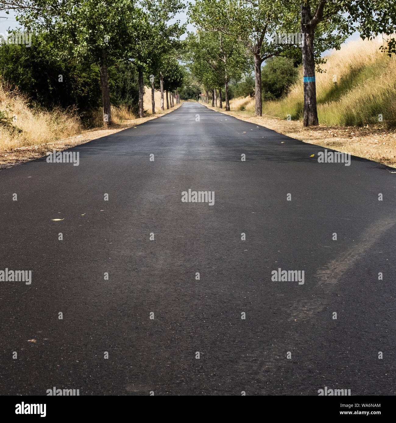 Paese di asfalto strada dritti e vuoto con alberi in corrispondenza dei bordi, bagnato a causa di piogge. Basso angolo di visione, copia spazio per il testo. Foto Stock