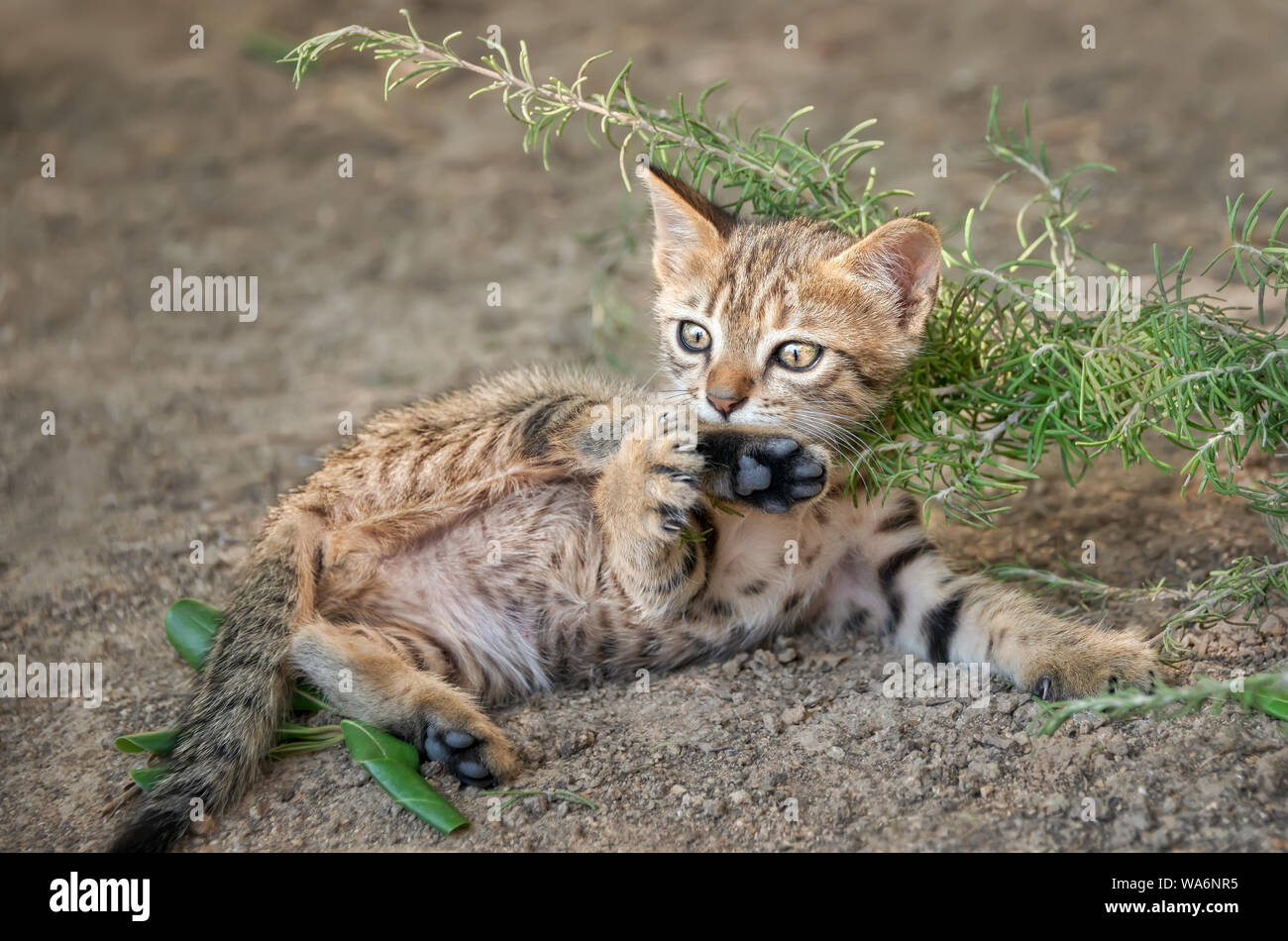 Carino brown tabby gattino gioca con la sua gamba e rotolare sulla sua schiena, espone la sua pancia e guardando curiosamente, Cicladi, isola Egea, Grecia Foto Stock