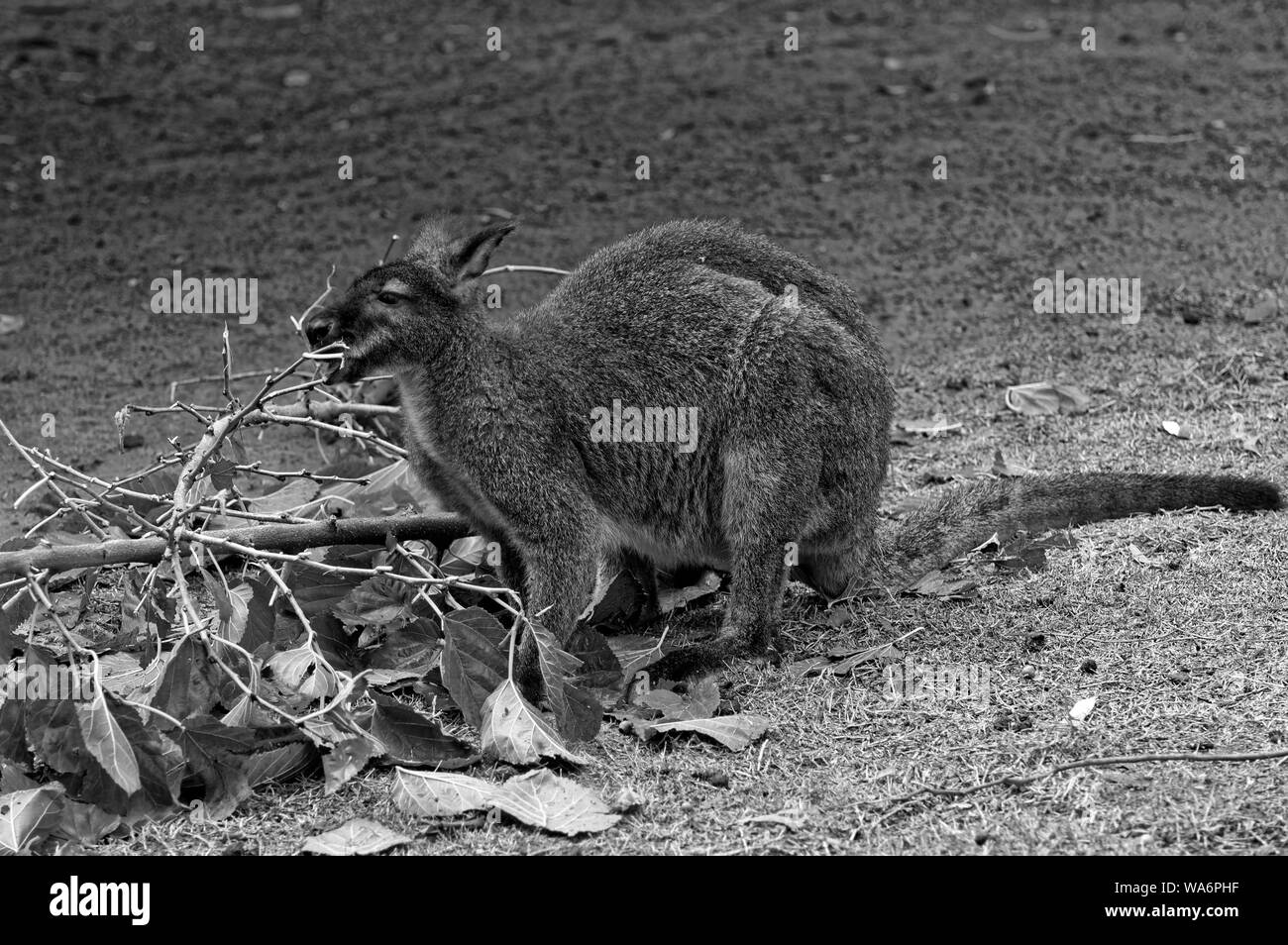 Colore rosso-grigio wallaby (latino Macropus rufogriseus), canguro, animali Foto Stock