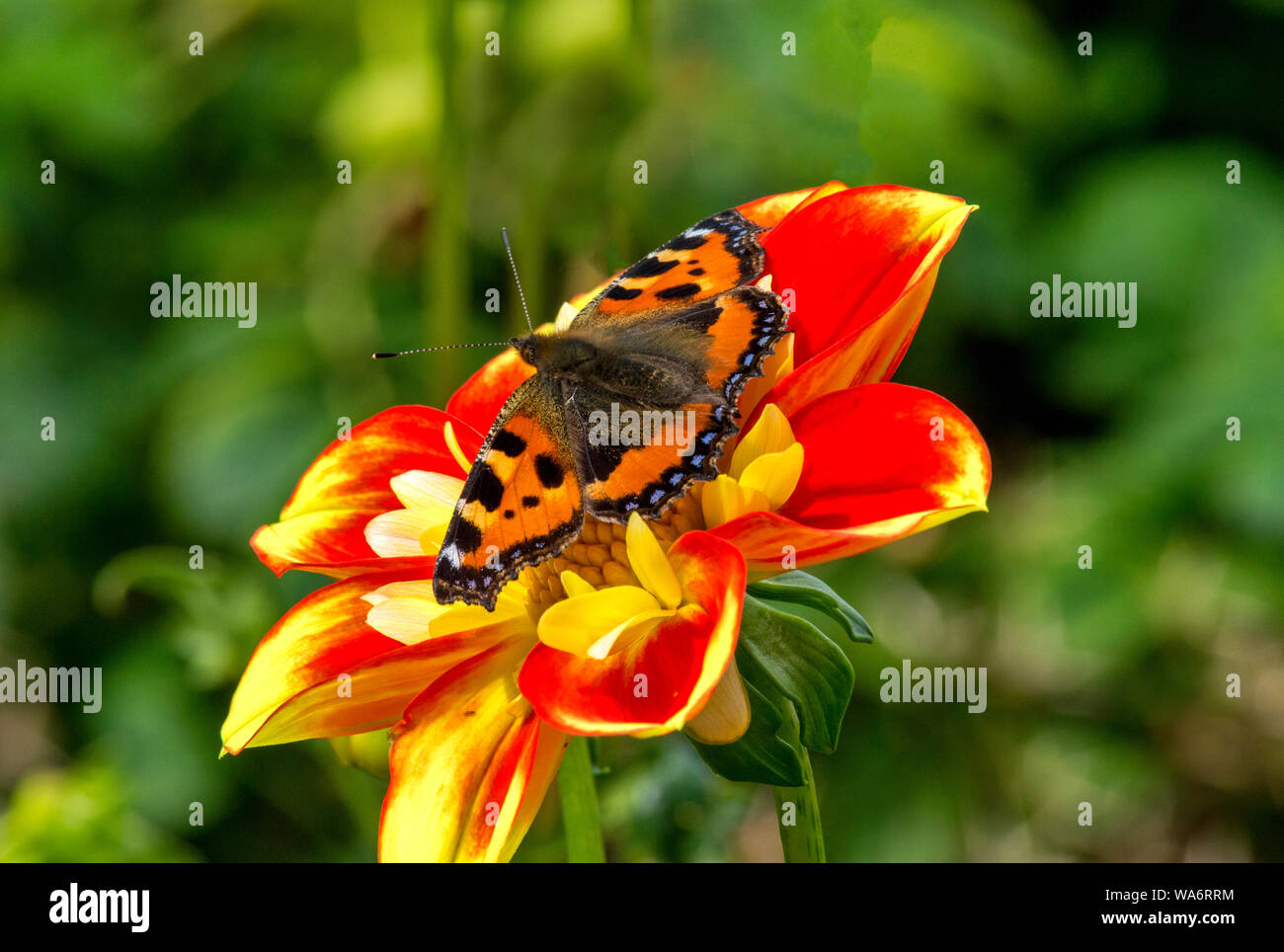Piccola TARTARUGA BUTTERFLY Aglais urticae SU UN ROSSO E GIALLO Fiore Dahlia Foto Stock