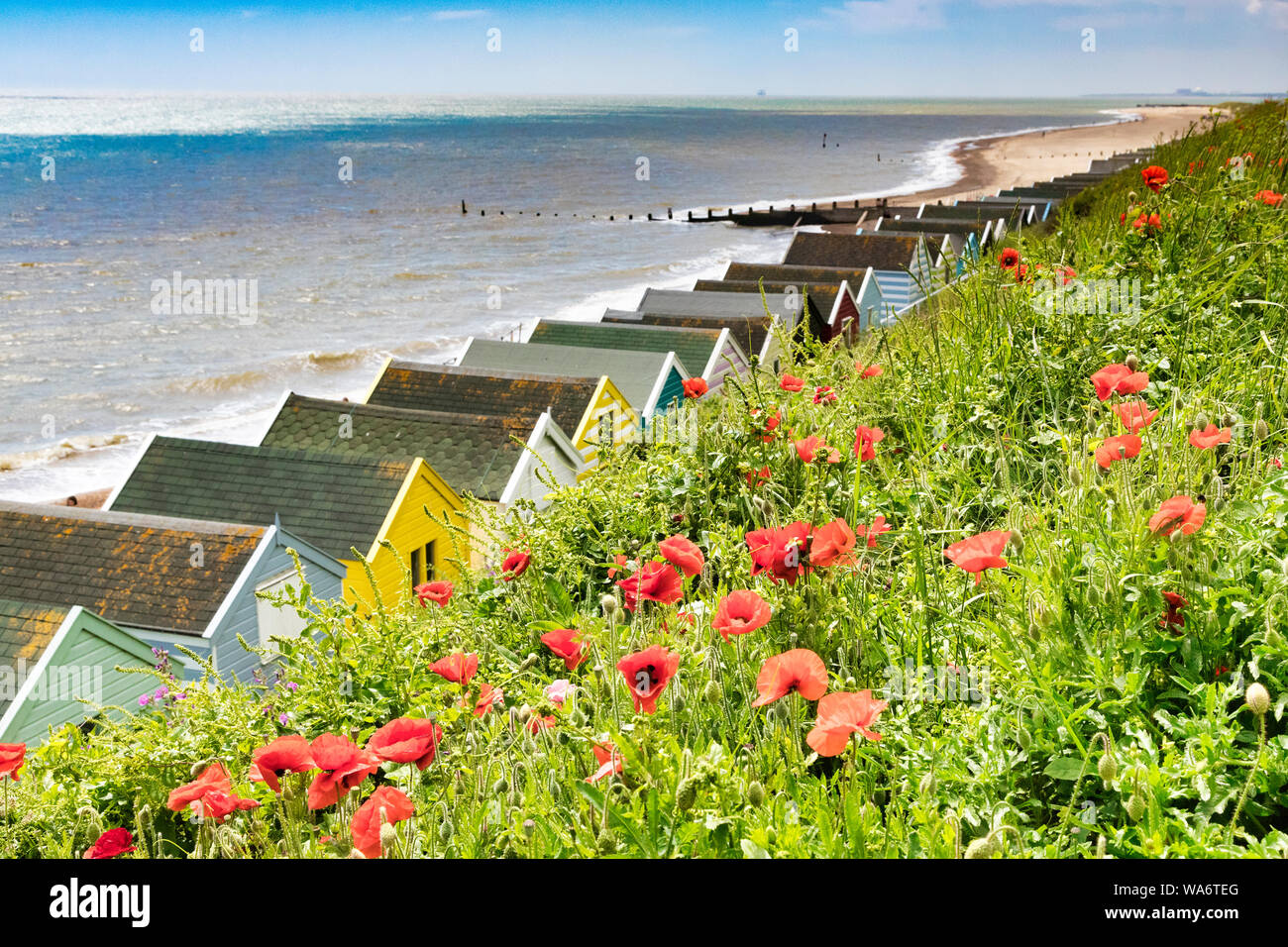 Papaveri rossi tra le erbe sulla scogliera di Southwold, Suffolk, con capanne sulla spiaggia sottostante. Foto Stock
