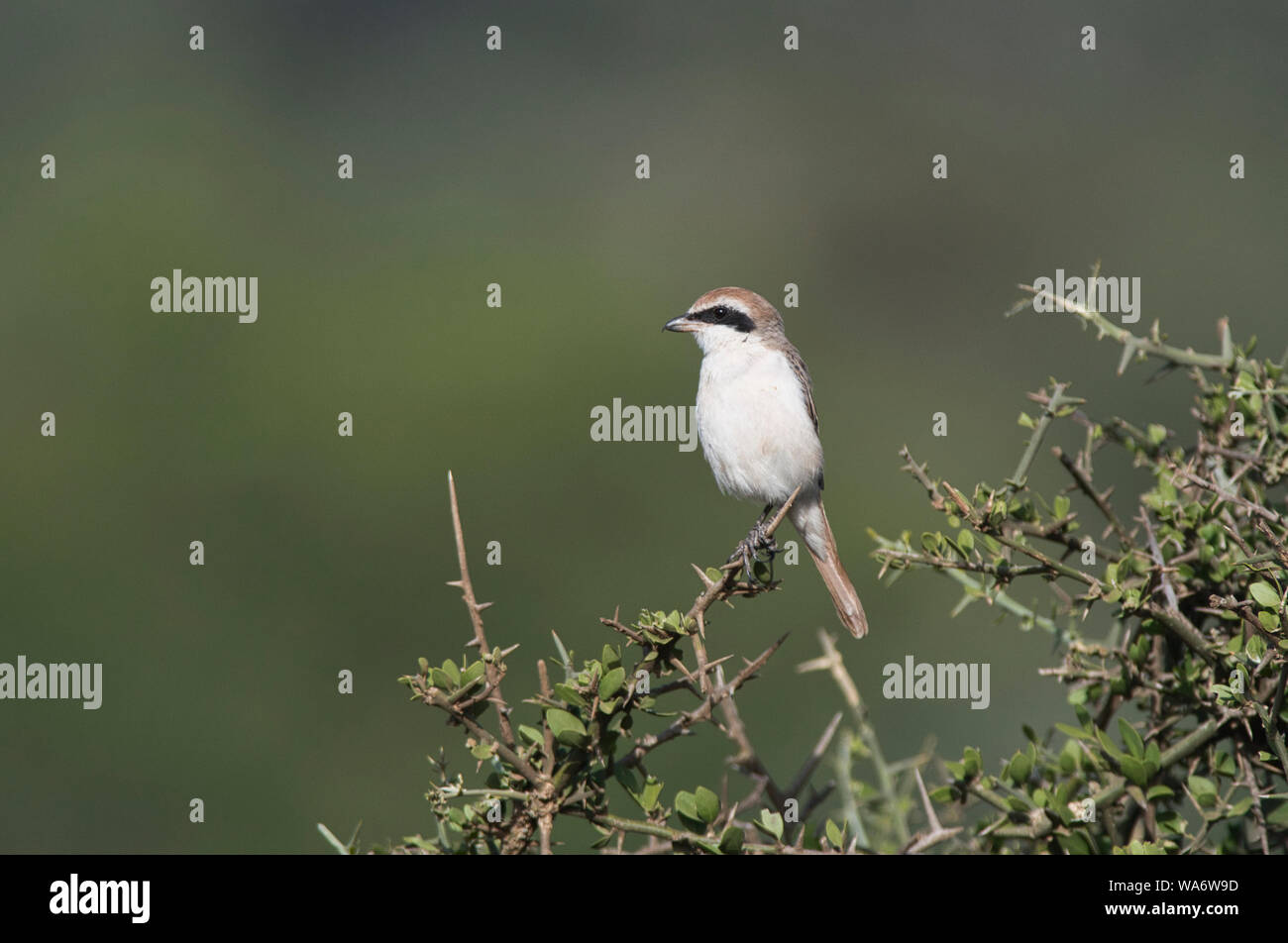 Isabelline shrike (Lanius isabellinus) fotografato su motivi di svernamento in Kenya Foto Stock