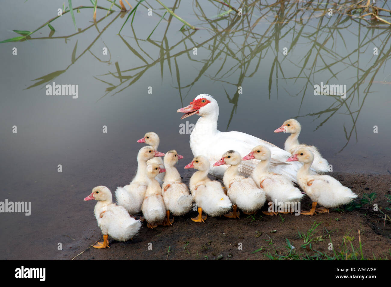 Duck famile, madre e 10 anatroccoli permanente sulla riva del laghetto. Foto Stock