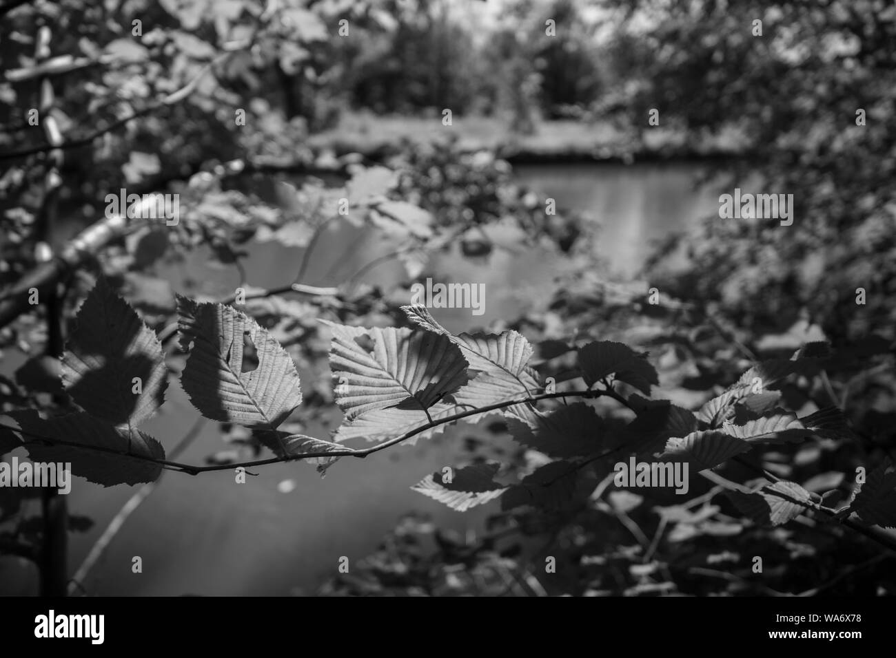 In bianco e nero con foglie di una via navigabile in background Foto Stock