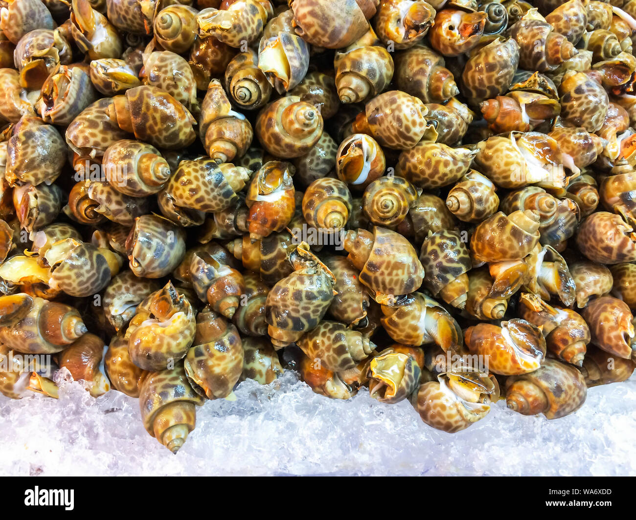 Fresh Spotted Babilonia su un vassoio e un contenitore di ghiaccio sul guscio nel mercato ed è popolare di turista per selezionare comprare piatti di pesce. Foto Stock