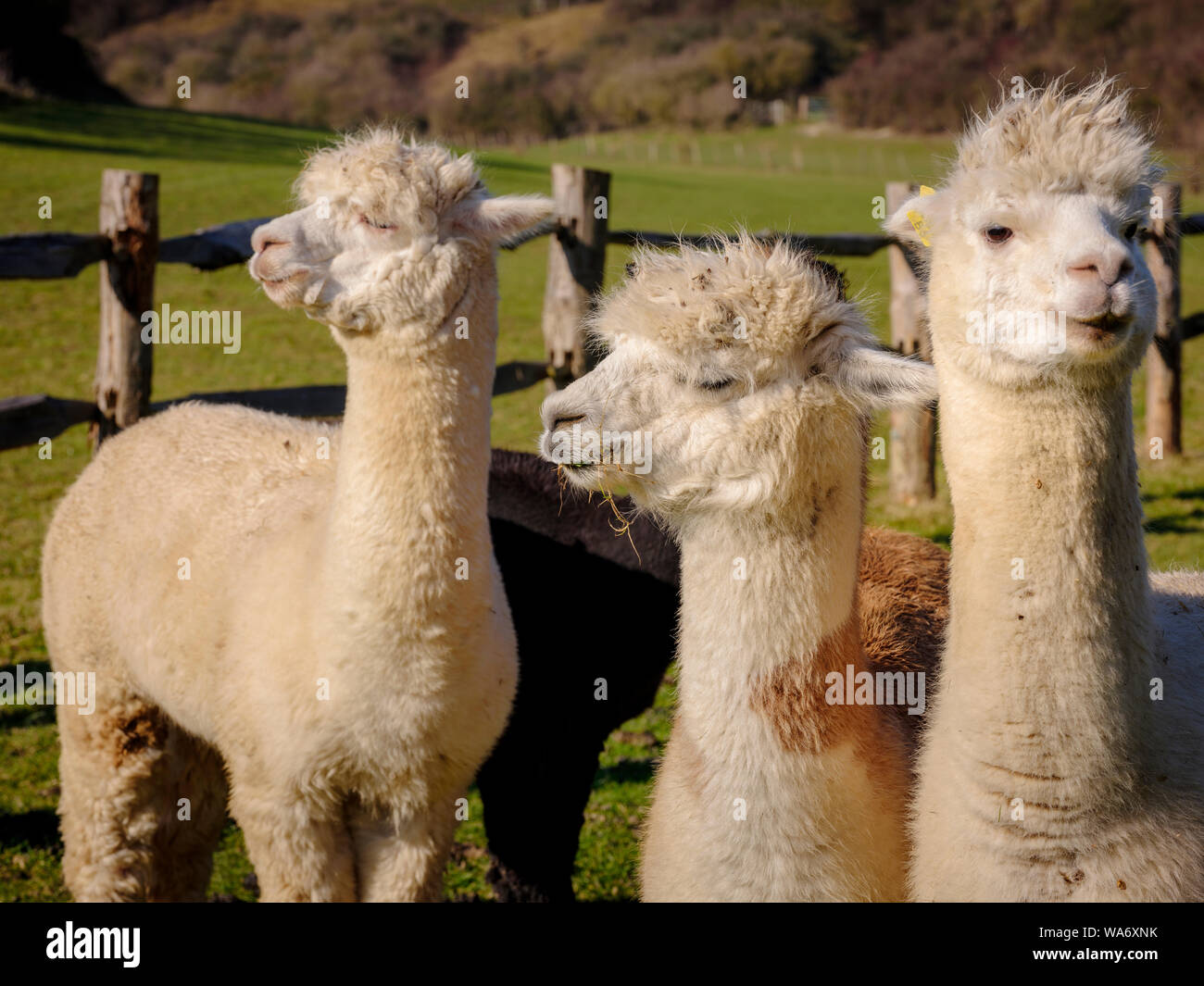 Quattro alpaca in un soleggiato Campo, East Sussex, Regno Unito Foto Stock