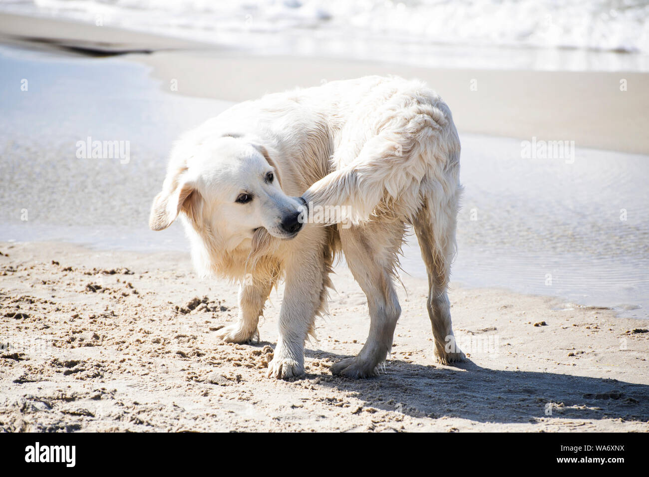 quali cani hanno la coda tozza