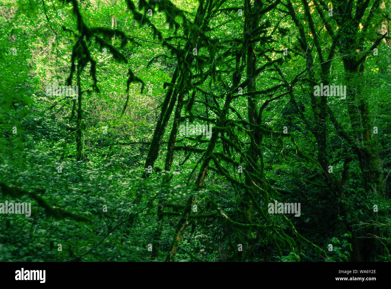 Sfondo - La foresta subtropicale, yew-boschetto di legno di bosso con mossy tronchi di alberi Foto Stock