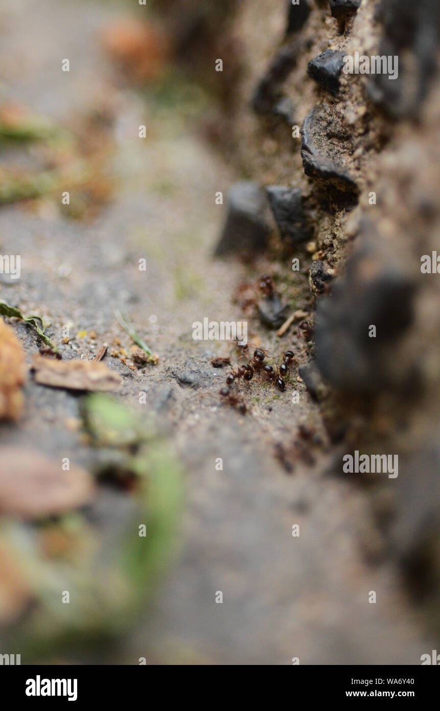 Battaglia: Una guerra epica tra due colonie di formiche si svolge su una strada a lato del marciapiede. Foto Stock