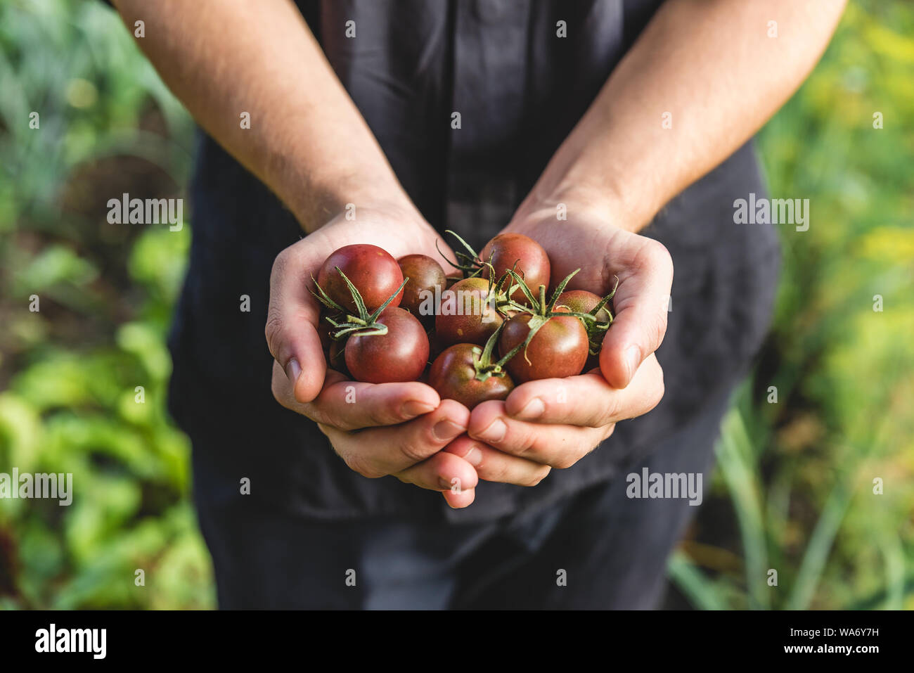 L'agricoltore che detiene freschi pomodori ciliegia in mani sulla fattoria. Un sano cibo biologico. verdure dell'orto. close up Foto Stock