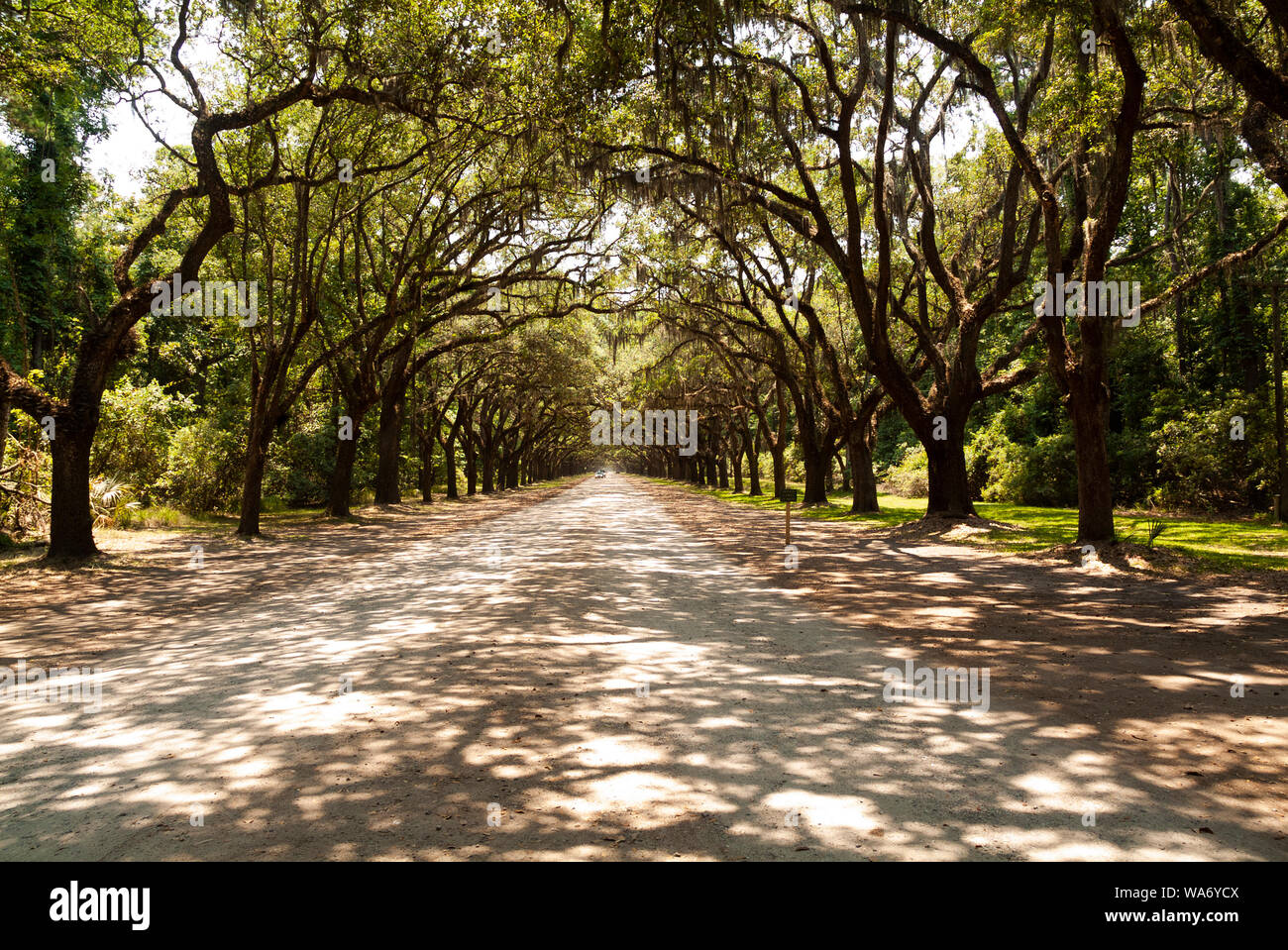 La pittoresca strada fiancheggiata da più di quattrocento querce vive che pendono su Oak Avenue conduce direttamente al sito storico di Wormsloe e piantagione Foto Stock