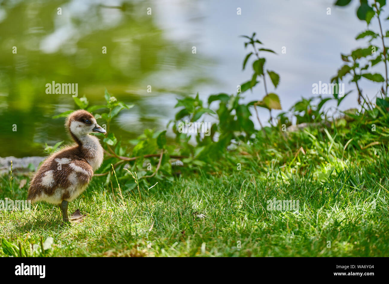 In primo piano della Baby Duck sul campo da parte di lago Foto Stock