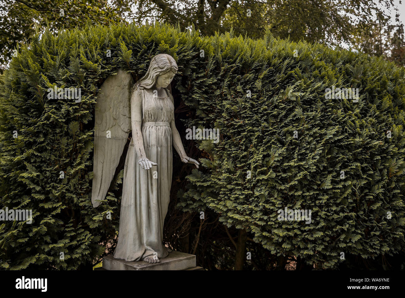 Statua di un Angelo davanti af una siepe di faggio nel cimitero Garnisons a Copenaghen, 16 agosto 2019 Foto Stock