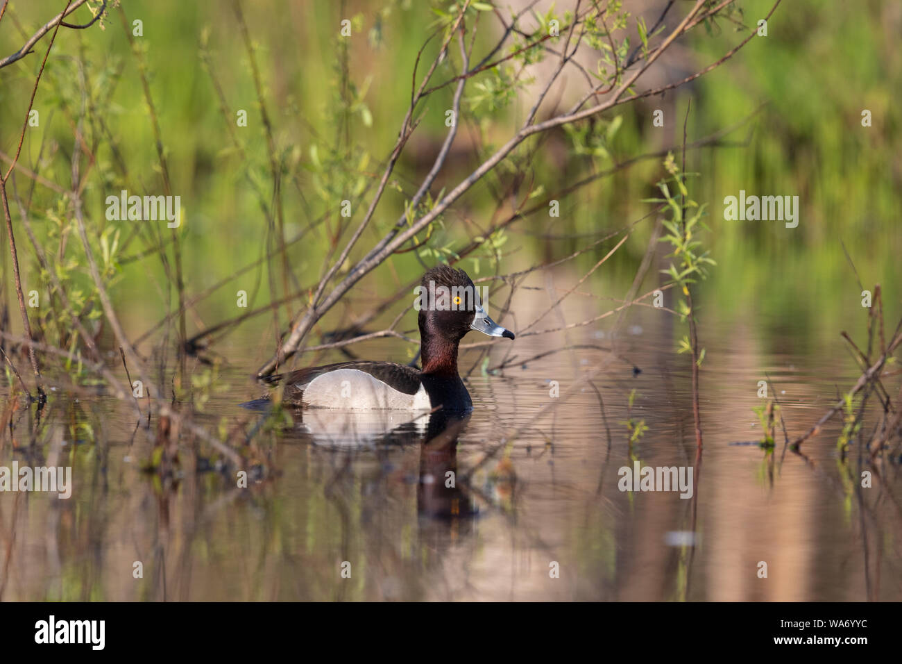 Anello di Drake colli di nuoto di anatra in Wisconsin settentrionale del lago. Foto Stock