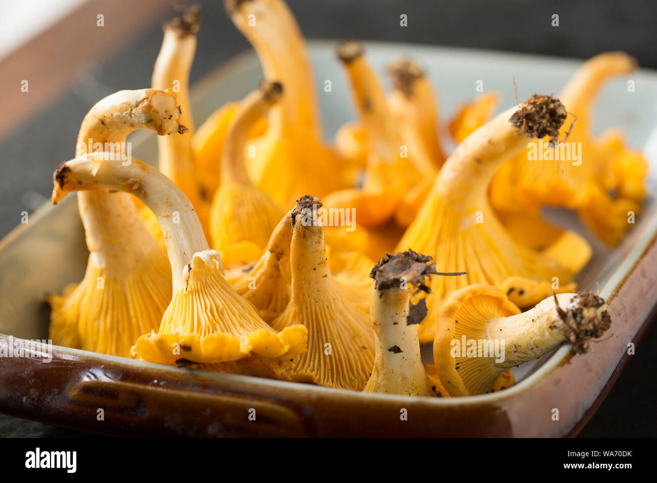 I finferli, Cantharellus cibarius, noti anche come Golden chanterelle. I finferli sono popolari come funghi commestibili e ampiamente ricercato dalla mietiforaggi. Foto Stock