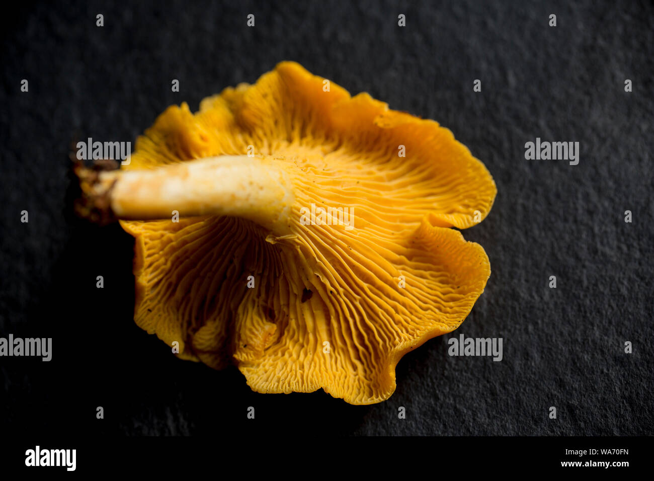 Un Chanterelle, Cantharellus cibarius, noti anche come Golden chanterelle. La foto mostra la parte inferiore e la sua struttura gill.I finferli sono po Foto Stock