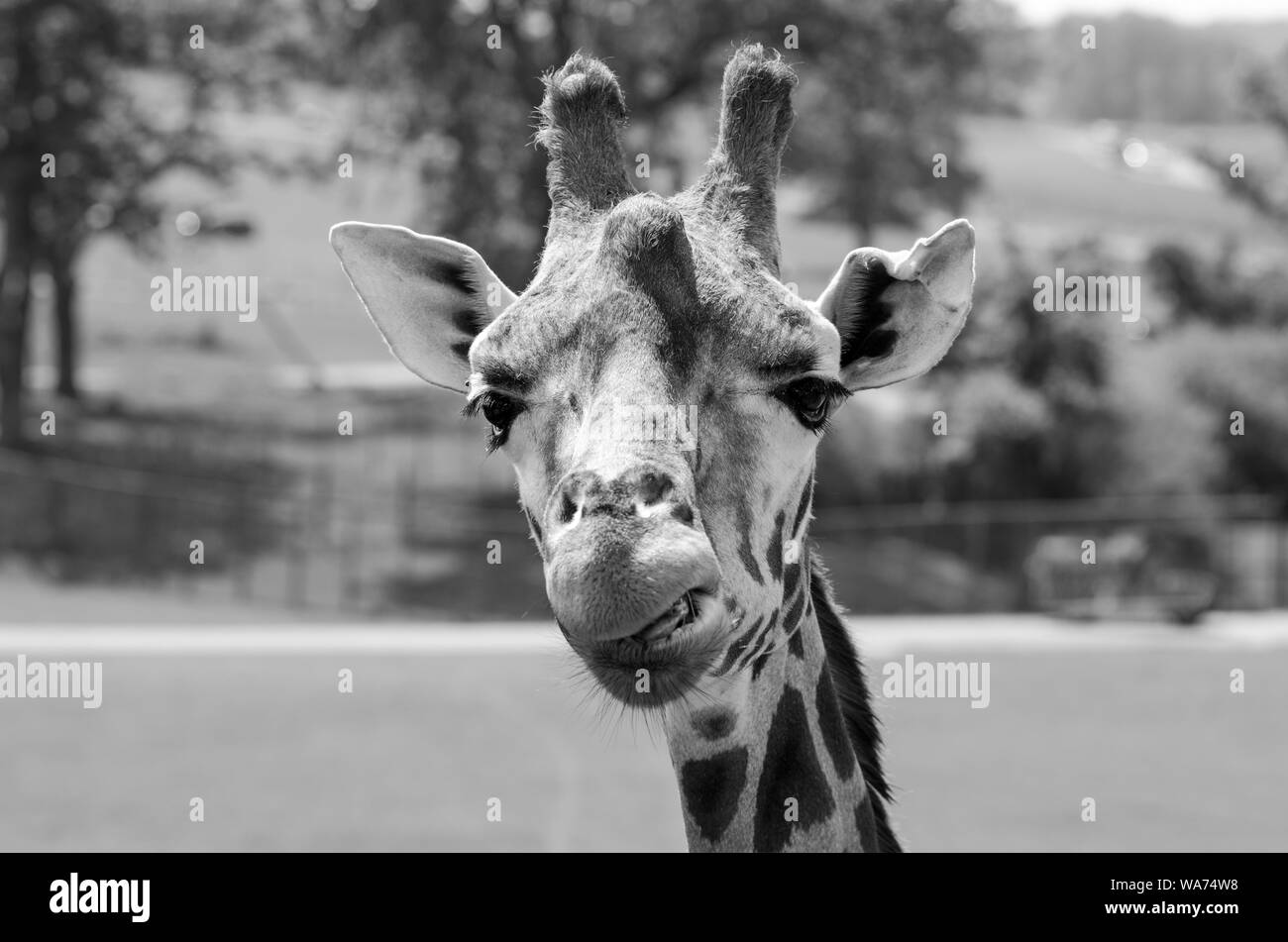 Ritratto frontale di una giraffa Foto Stock