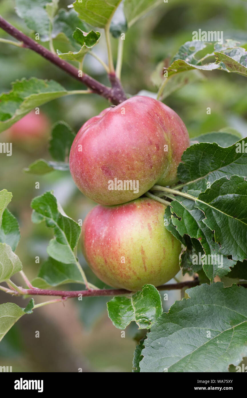 Malus domestica. Le mele su un albero. Foto Stock