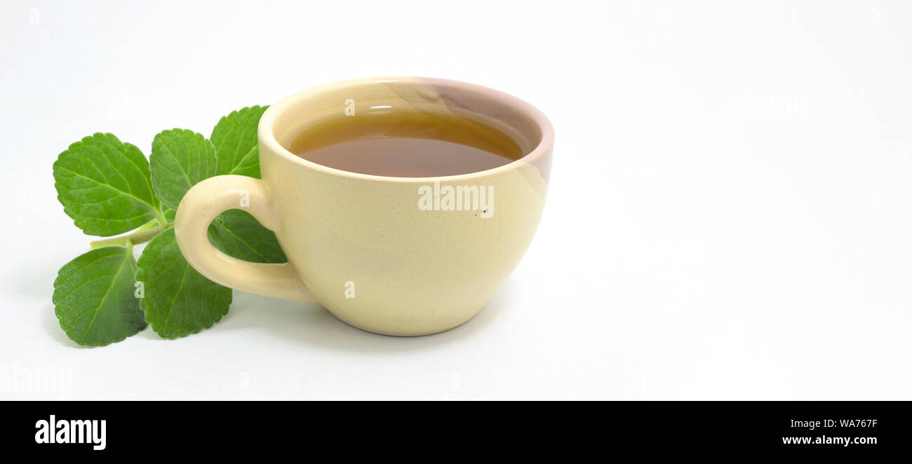 Boldo tè. Naturale e tè medicinali. Nuovo impianto di verde. Spazio per il testo. Foto Stock