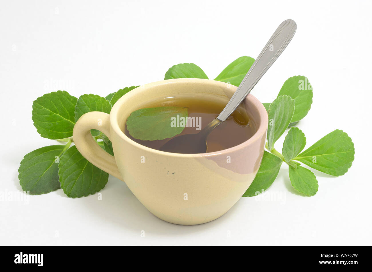 Boldo tè. Naturale e tè medicinali. Nuovo impianto di verde. Boldo foglia e un cucchiaino di all'interno della bevanda. Foto Stock