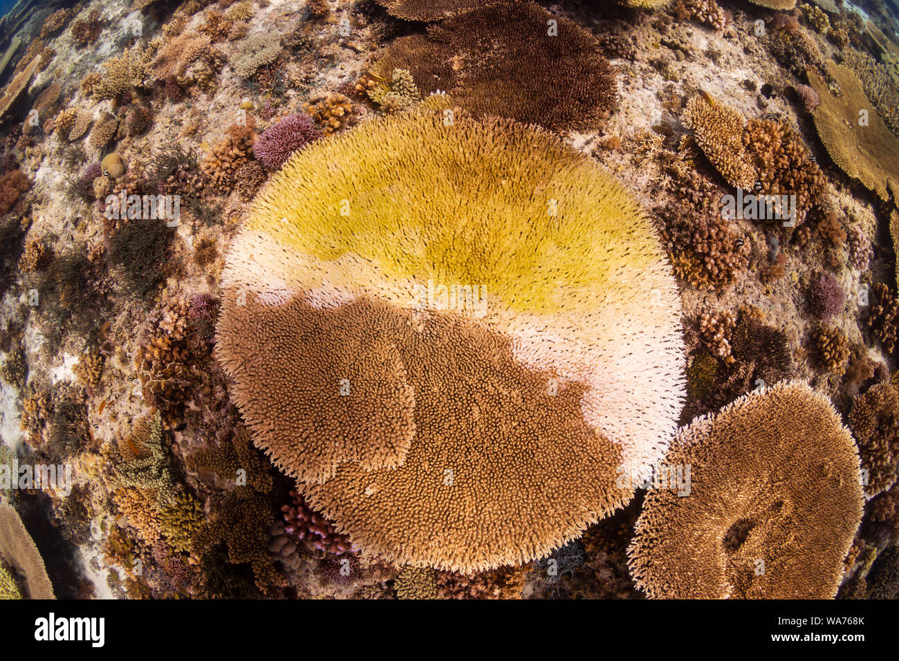 Un grande tavolo Coral (Acropora sp.) nel processo di decolorazione dovuta al riscaldamento globale e i cambiamenti climatici Foto Stock