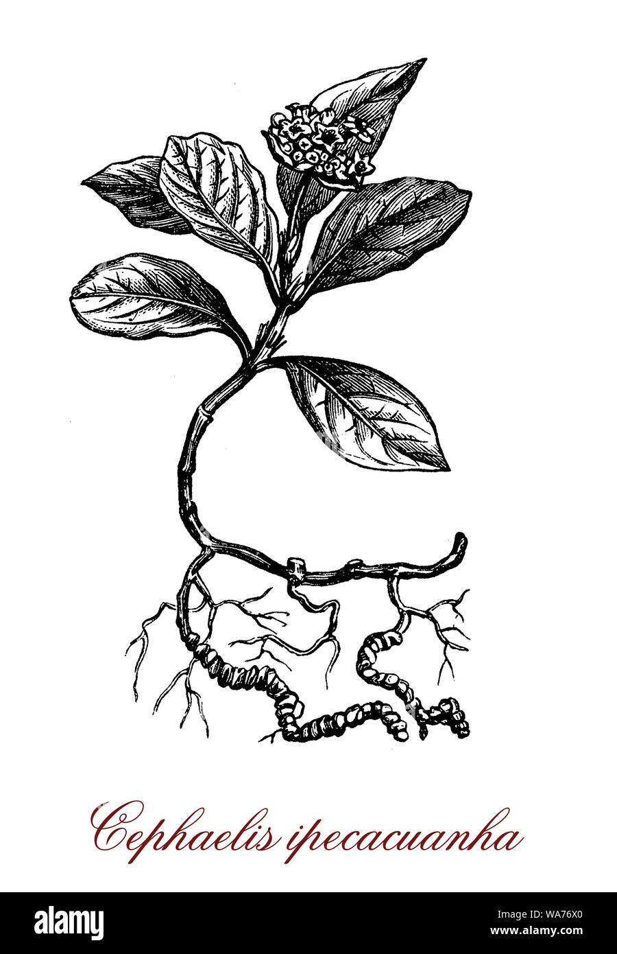 Cephaelis ipecacuana pianta flowering nativa per l'America centrale e del Sud; le radici sono usate per fare lo sciroppo di ipecac, un emetico potente. Foto Stock