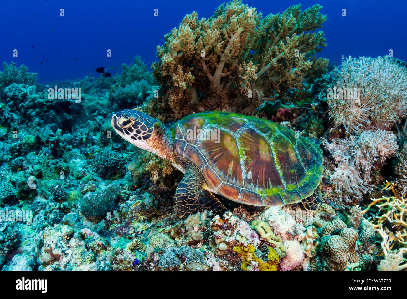 Una grande tartaruga verde (Chelonia Mydas) su un tropical Coral reef nelle Filippine Foto Stock