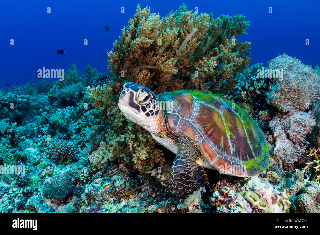 Una grande tartaruga verde (Chelonia Mydas) su un tropical Coral reef nelle Filippine Foto Stock